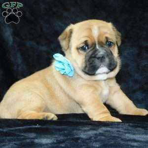 Rowdy, Miniature Bulldog Puppy